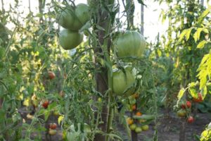 Descripción de la variedad de tomate Su Majestad, características de cultivo y cuidado.