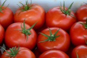 Kuvaus Apple Spas -tomaattista, sen ominaisuudet, edut ja haitat