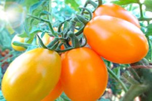 Opis odmiany pomidora Gold of the East, jej cechy i produktywność