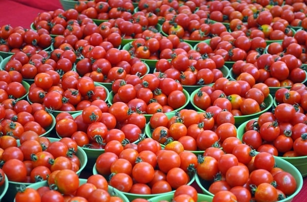 amanecer de la cosecha de tomate