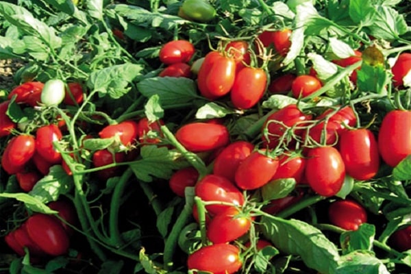 hybridi tomaatti