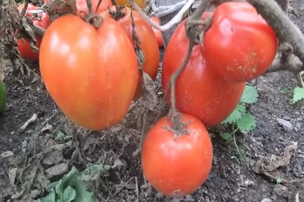 nykštukinis pomidoras