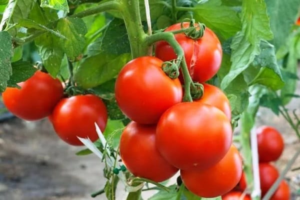Alenka tomato