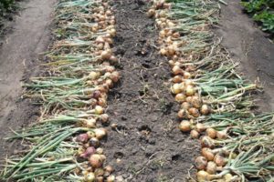 Wie kann man bestimmen, wann Zwiebeln zur Lagerung aus dem Garten genommen werden sollen?
