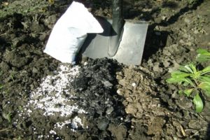 Instructions pour l'utilisation d'engrais sulfate d'ammonium dans le jardin