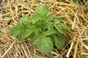 Step-by-step description of the method of growing potatoes under hay or straw