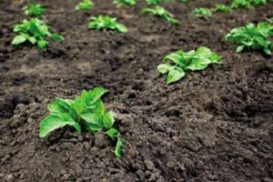 Hoe aardappelen op de juiste manier in het land te laten groeien en verzorgen?
