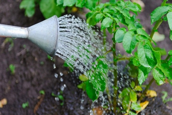maggiore irrigazione