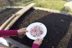 Planting, growing and caring for spring garlic in the open field, whether it is necessary to tie and when