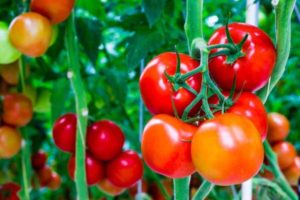 Opis odrody rajčiakov Velvet sezóna, jej vlastnosti a produktivita
