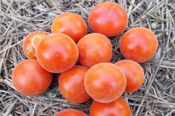 pomidorų aksomo sezonas