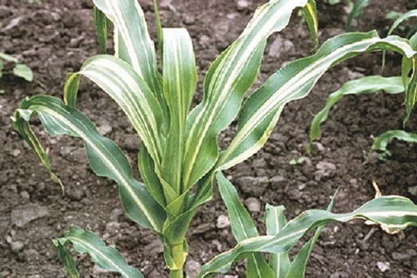helminthosporiosis of corn