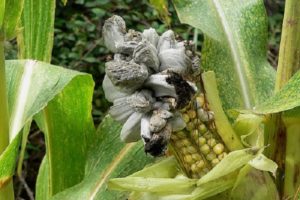 Description and treatment of diseases and pests of corn, measures to combat them
