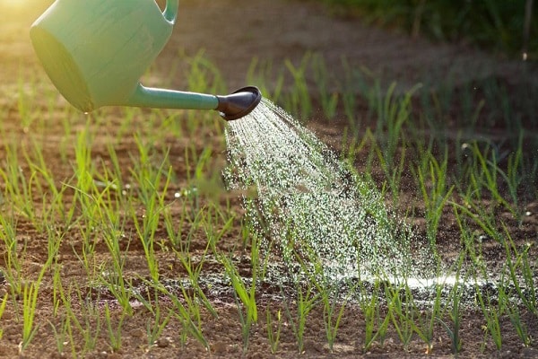 modalità di irrigazione
