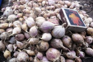 Popis odrůdy česneku Sofievsky, jeho výnos a pěstování