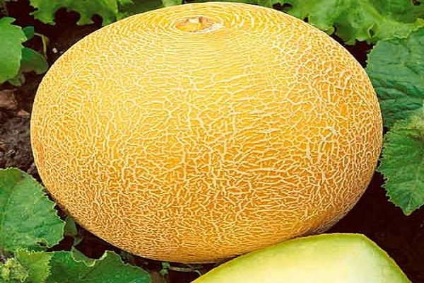 melones aikido