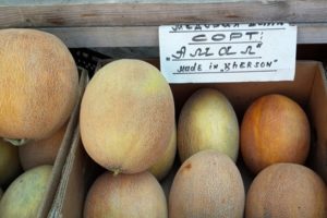 Descripció de la varietat de meló Amal, plantació i cultiu