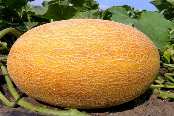 ananásový melón