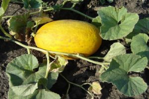 Beskrivelse af ananasmelonsorten, funktioner i dyrkning og pleje
