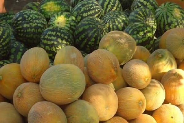 melónové ovocie