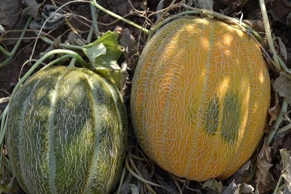 melon, etiopisk