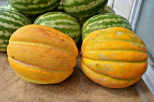 Beskrivelse af sorten Ethiopka melon, dyrkningsfunktioner og udbytte