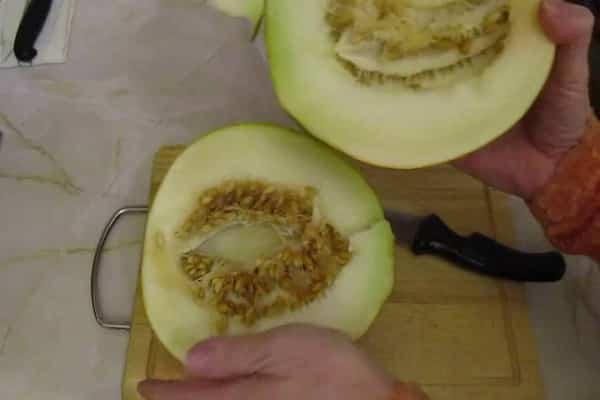 coltivazione del melone