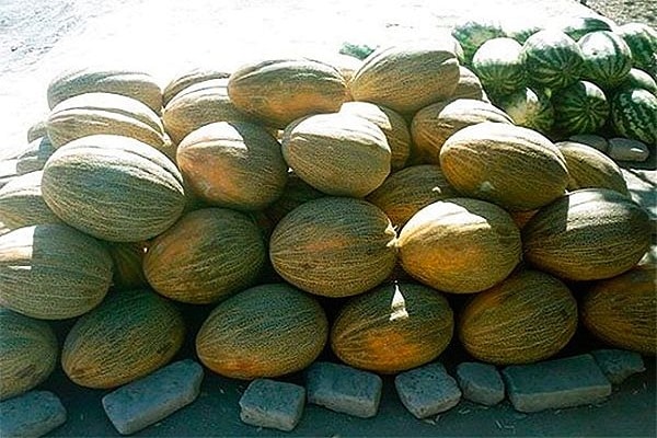 melón Gulyabi