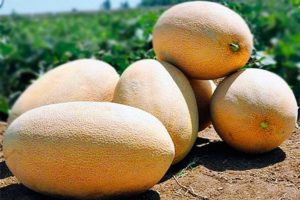 Beskrivelse af Gulabi melonsorten, dyrkning og pleje, udvælgelsesregler