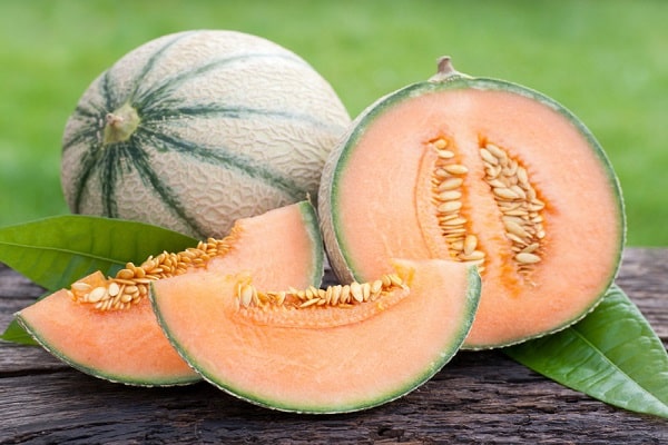 melon cantaloupe