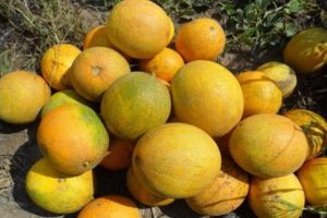 Descrizione della varietà di melone Lada, caratteristiche di coltivazione e cura