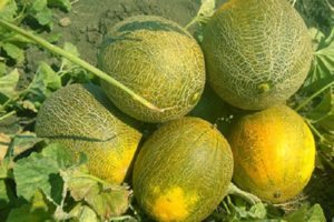 Descripción variedad de melón Cenicienta, sus características y rendimiento.