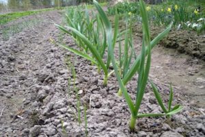 Tipos y usos de herbicidas para las malas hierbas del ajo.