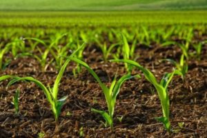 What are herbicides for processing corn, their types and applications