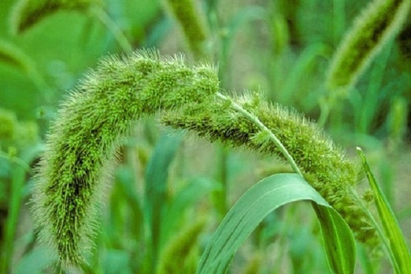 espècies de males herbes