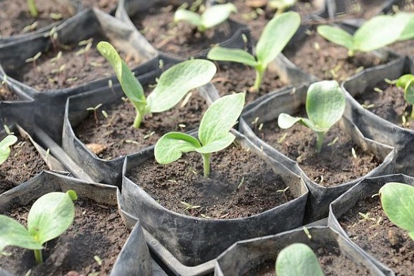 mga squash seedlings