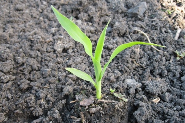 kukuričné ​​rastliny