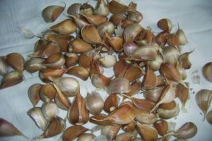 Come piantare correttamente l'aglio, piantare date e tariffe, preparazione e lavorazione dei letti