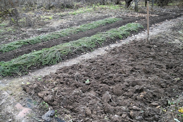 beds for garlic