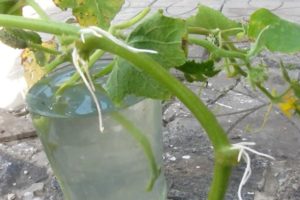 Kaip šakniavaisių agurkus šakniastiebti auginių auginimo ir dauginimo būdu sluoksniavimo būdu?