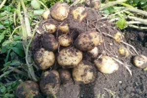 Description of the potato variety Sorcerer, its characteristics and yield