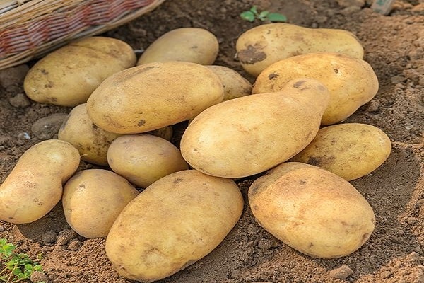 πατάτες ποικιλίας