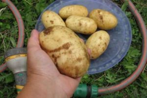 Beskrivelse af Colette-kartoffelsorten, dens egenskaber og udbytte