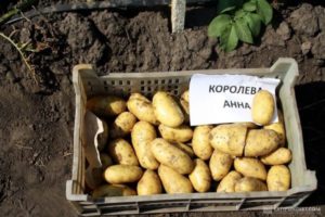 Περιγραφή της ποικιλίας πατάτας Koroleva Anna, χαρακτηριστικά καλλιέργειας και φροντίδας