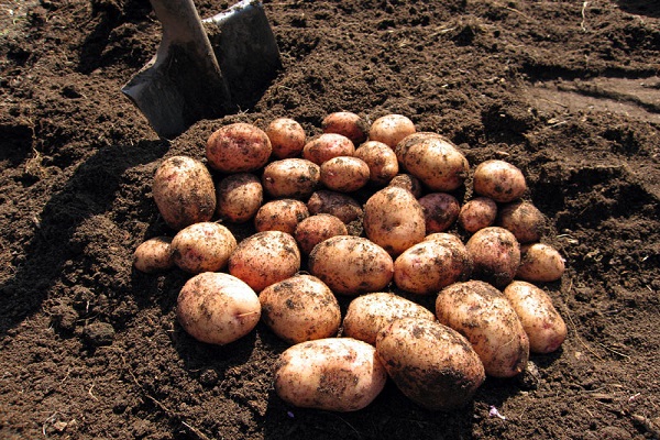 plot for potatoes