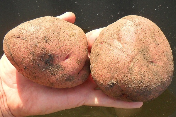 brzy zralé brambory