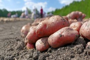Descrizione della varietà di patate Lyubava, caratteristiche di coltivazione e cura