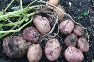 Description of the Picasso potato variety, its characteristics and yield