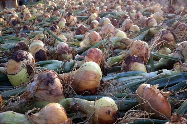 dry onions