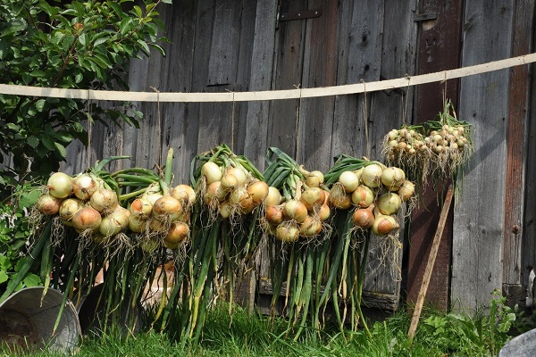 ripeness of onions